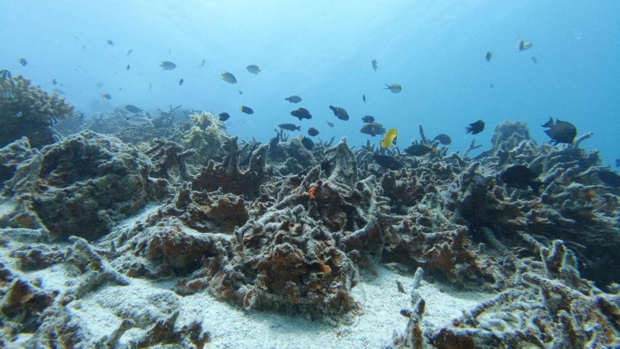 Dravida Hotel Maamigili Island Bagian luar foto